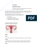 El Sistema Reproductor Humano Monografia