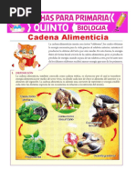 Cadena Alimenticia para Quinto de Primaria PDF