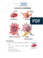 Células de la epidermis: queratinocitos, melanocitos, Langerhans y Merkel