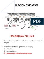 Fosforilacion Oxidativa