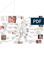 Olfactory and Cranial Nerves at a Glance