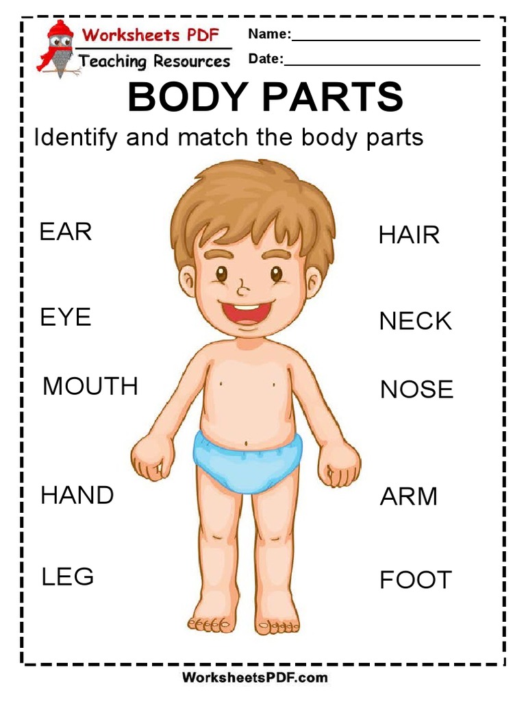 Body Parts Identification Worksheet | PDF