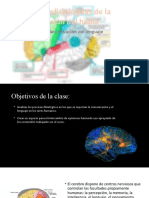 Bases Neurofisiologicas Del Lenguaje