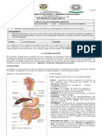 TALLER 14 Sistema Digestivo