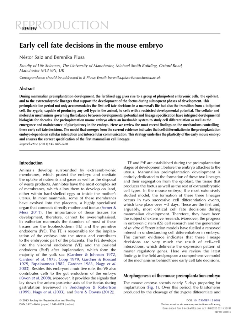 Early Cell Fate in Mouse Embryo Development | PDF | Cell Potency ...