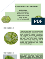 Chlorella & Tetraselmis Kel.6