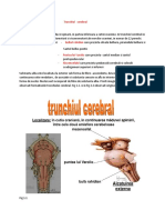 Trunchiul Cerebral