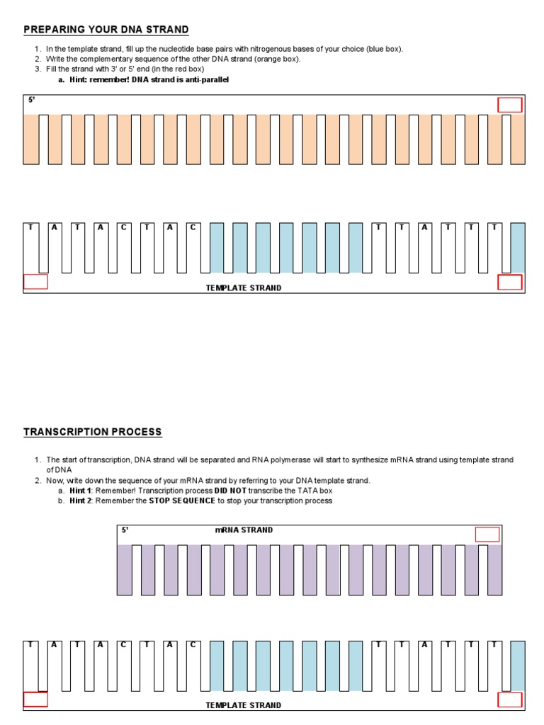 Transcription - Translation Exercise | PDF | Science & Mathematics ...