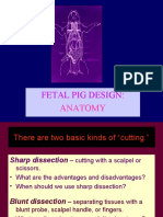 Fetal Pig Anatomy