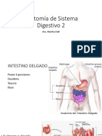 Anatomia de Intestinos PDF