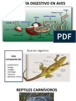 Sistema Digestivo de Las Aves y Los Reptiles