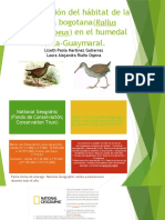 Rallus Semiplumbeus: Restauración Del Hábitat de La Tingua Bogotana en El Humedal Torca-Guaymaral