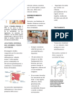 folleto HOMBRO DOLOROSO.docx