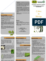 Moringa.pdf