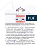 Células Hepáticas