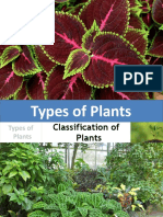 Types of Plants