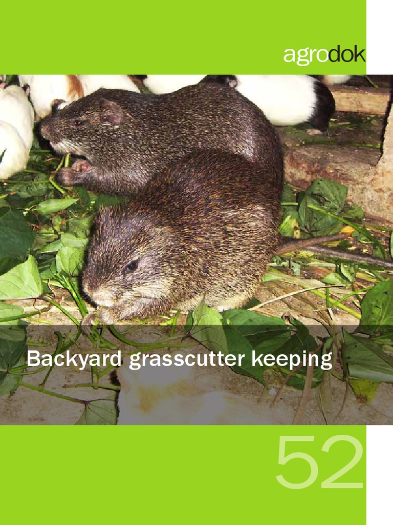 52-Backyard Grasscutter Keeping PDF | PDF | Mating | Pregnancy