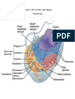 ORGANEL Dan Fungsi