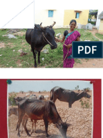 Animales de la india.pdf