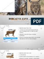 Bobcat Vslynxs