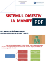 Sistemul Digestiv La Mamifere