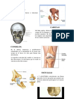 Anatomia- terminos