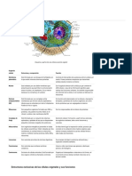 La Célula Eucariota PDF