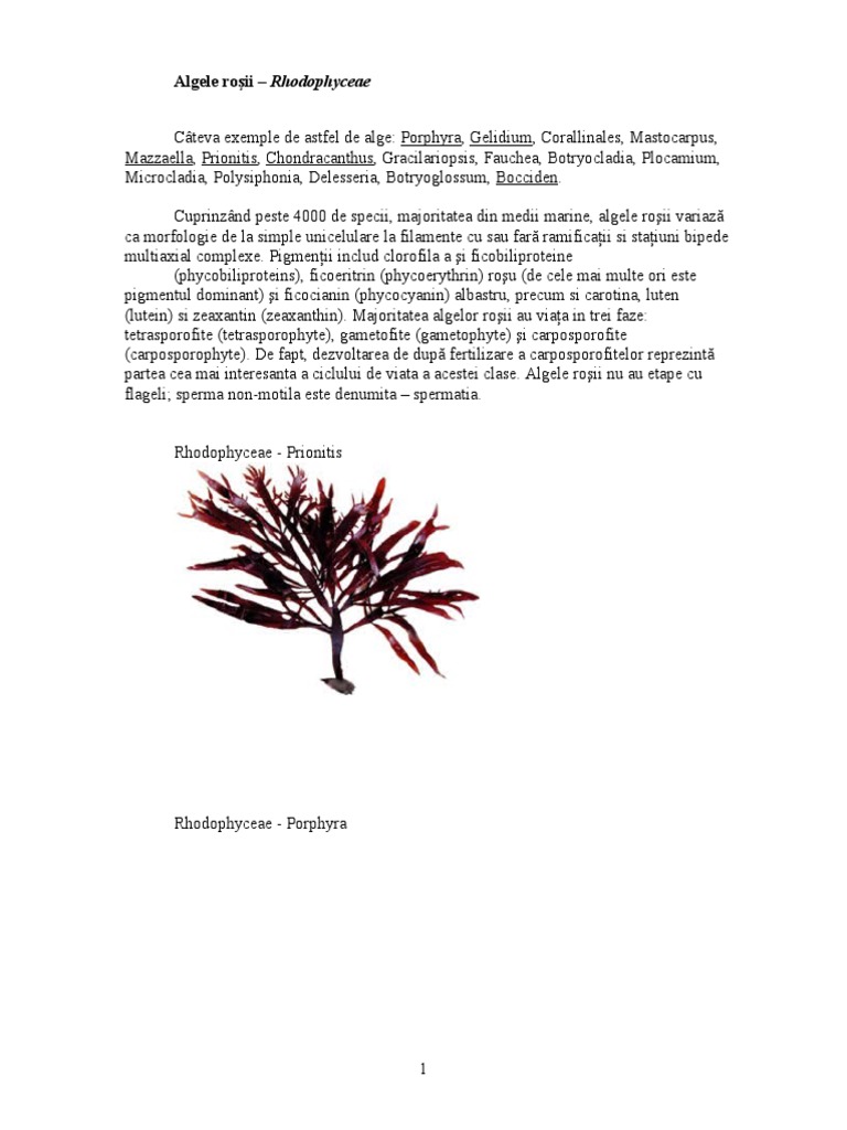 Algele Rosii | PDF