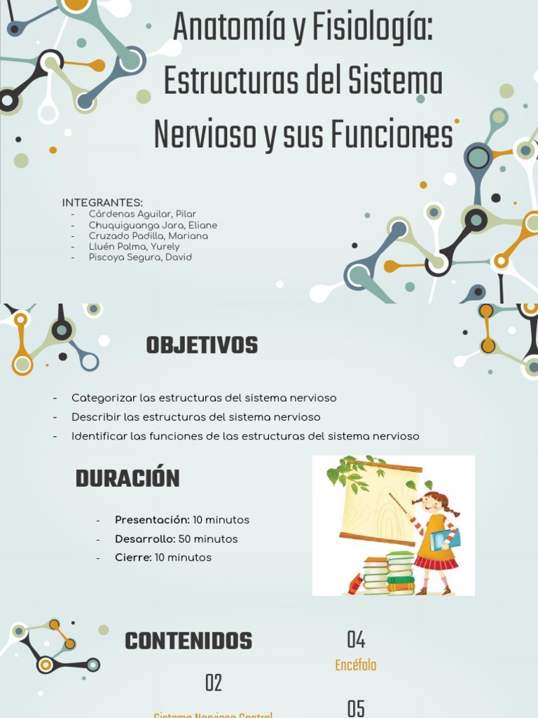 Estructura Del Sistema Nervioso | PDF | Cerebro | Sistema nervioso central