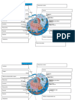 Célula Animal - Act - Funciones - Biología 1 - 2020B