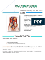 Sistema Urinario PDF