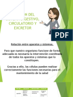 Relacion Del Sistema Digestivo, Circulatorio y Excretor