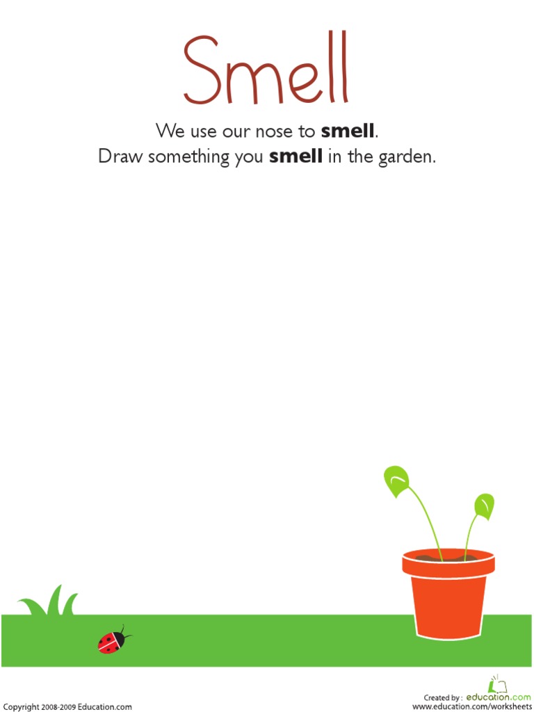 Senses Smell Kindergarten Pdf Pdf