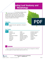 Leaf Anatomy E Unit