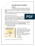 Partes y funciones del SNC