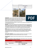 Ficha Botanica 1 Oficial PDF