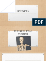 Skeletal System: Bones, Joints and Cartilage