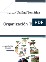 18. Organizacion Tisular II