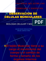 7 Observacion de Celulas Musculares PDF