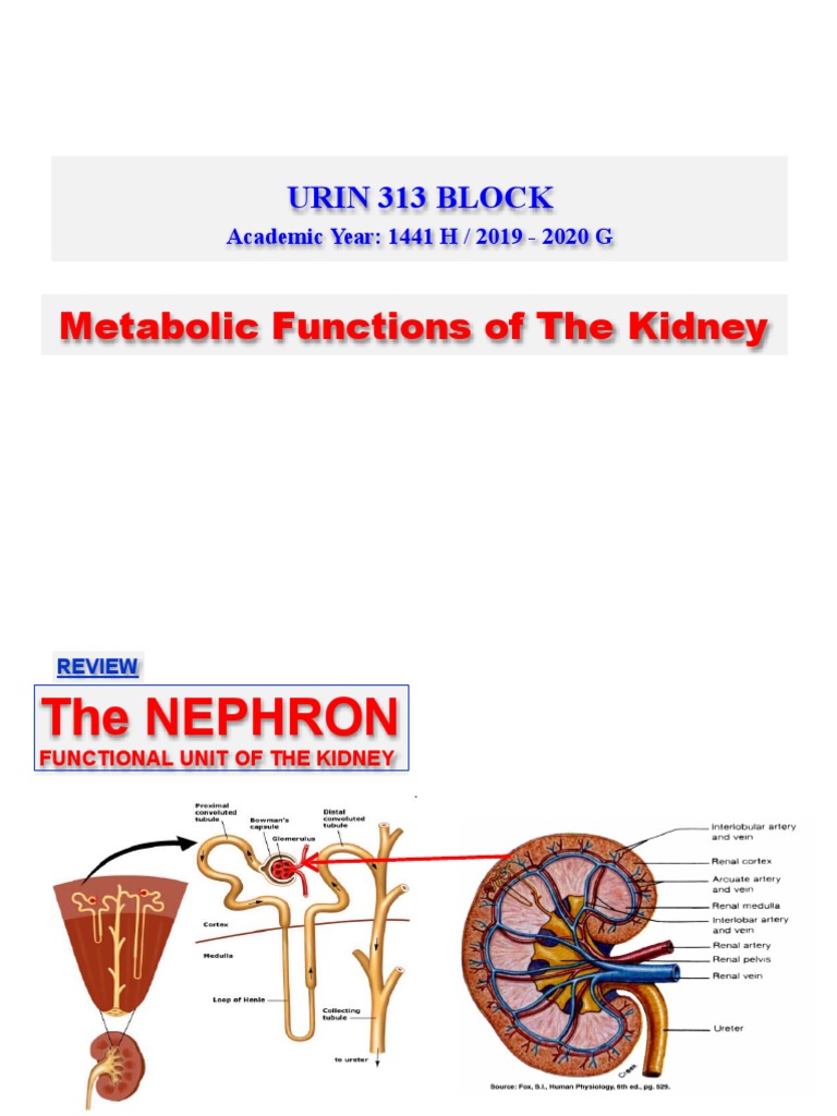 Kidney visual data 4