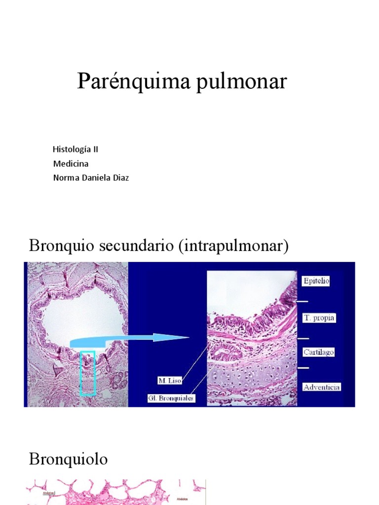Parénquima Pulmonar | PDF