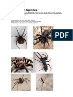 Australian Spiders: Some Australian Spiders Are Poisonous, and Some Bites Can, at Least in Theory, Be Deadly