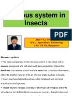Nervous system in Insects