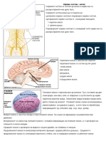 S 6 2 4 и 6 2 5 за ученици Нервен систем- мозок и Нервен систем.odt