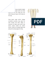 Anatomi Tibia Fibula