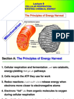 Section A: The Principles of Energy Harvest: Cellular Respiration: Harvesting Chemical Energy