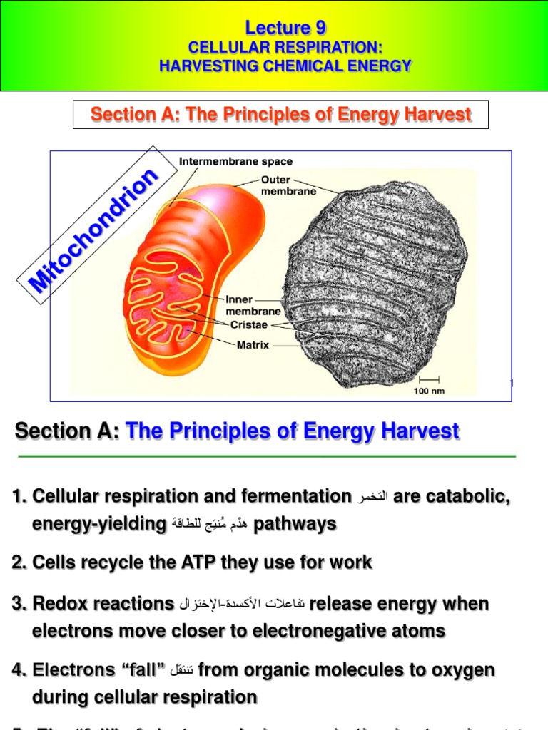 Cellular Respiration and Energy Harvesting | PDF | Cellular Respiration ...