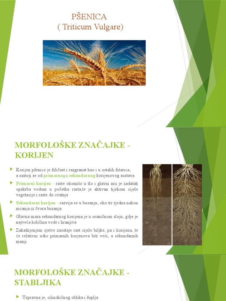 PŠENICA (Triticum Vulgare) | PDF