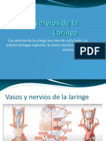 Vasos y Nervios de La Laringe y Anatomia Funcional