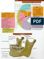 calota craniana si mandibula